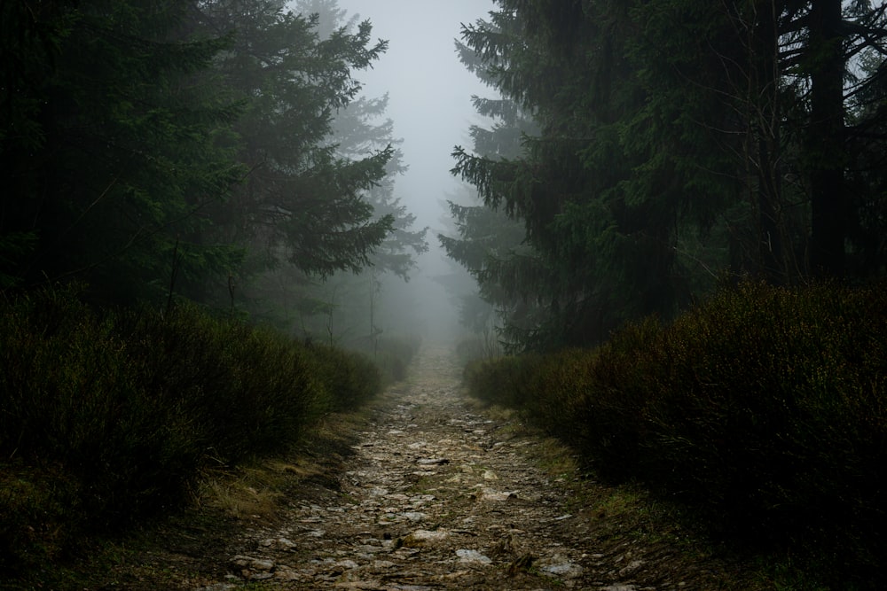 a path in the middle of a forest on a foggy day