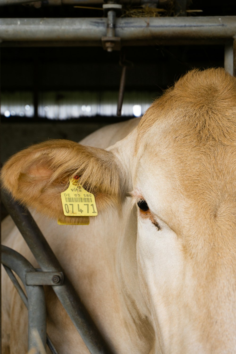 a close up of a cow with a tag on it's ear
