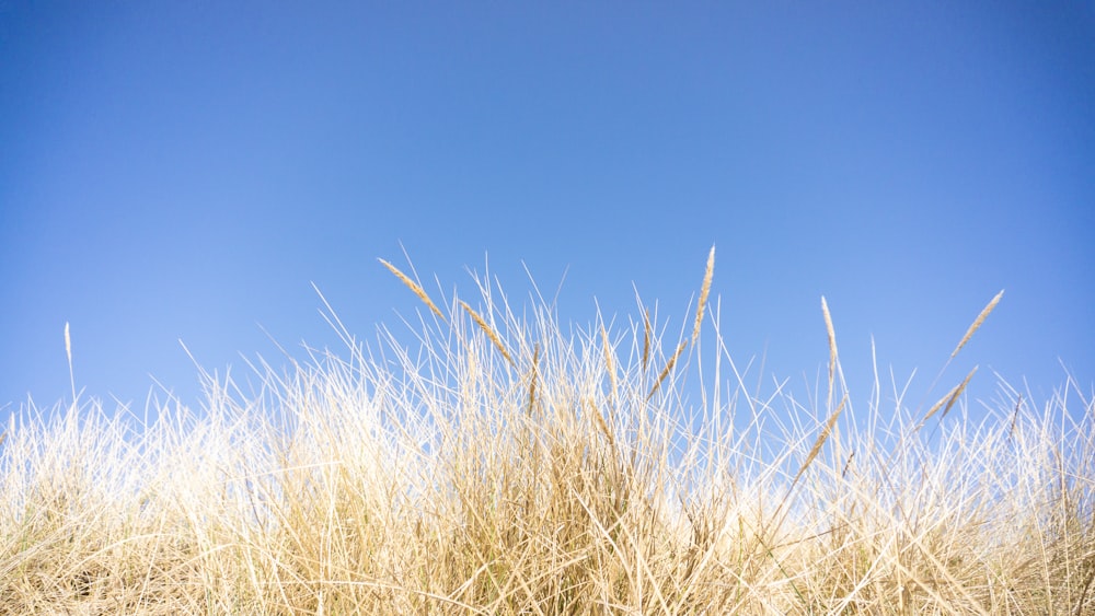 Un campo de hierba alta con un cielo azul en el fondo