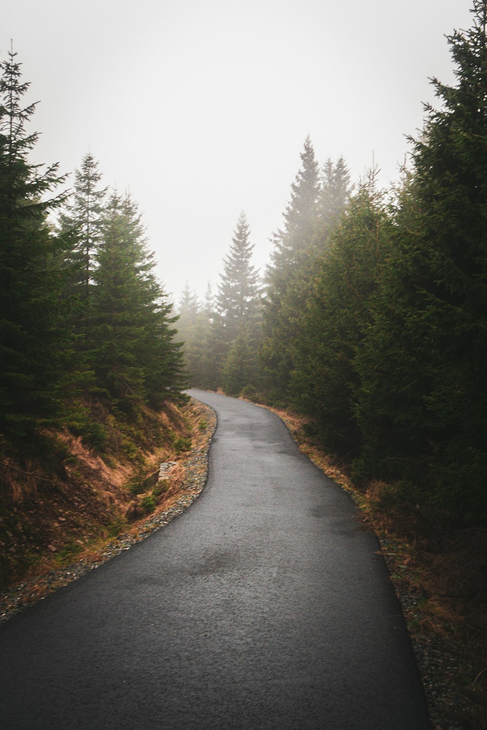 a road in the middle of a forest on a foggy day