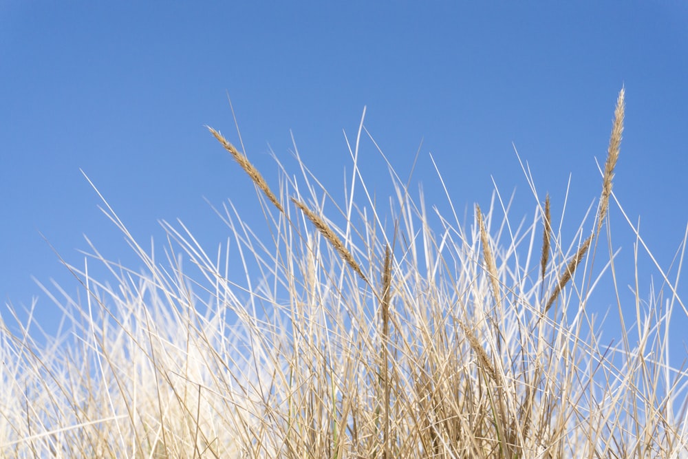 un champ d’herbes hautes avec un ciel bleu en arrière-plan