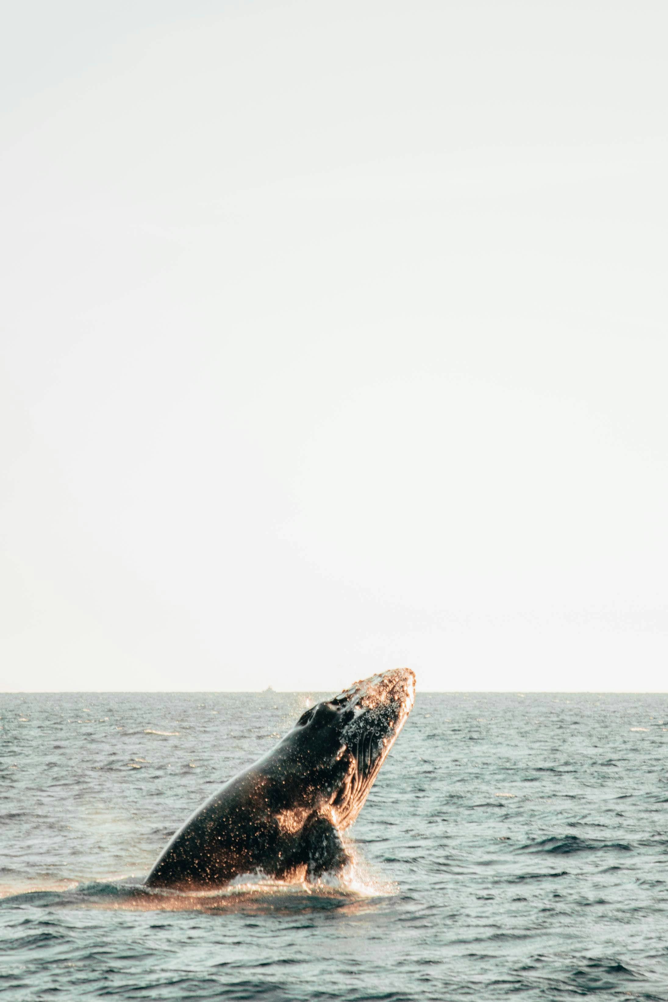 A humpback whale dives into the ocean photo – Free Cabo san lucas Image ...