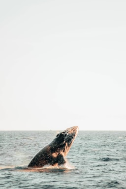 A serene ocean view with a whale breaching the surface under a clear blue sky.