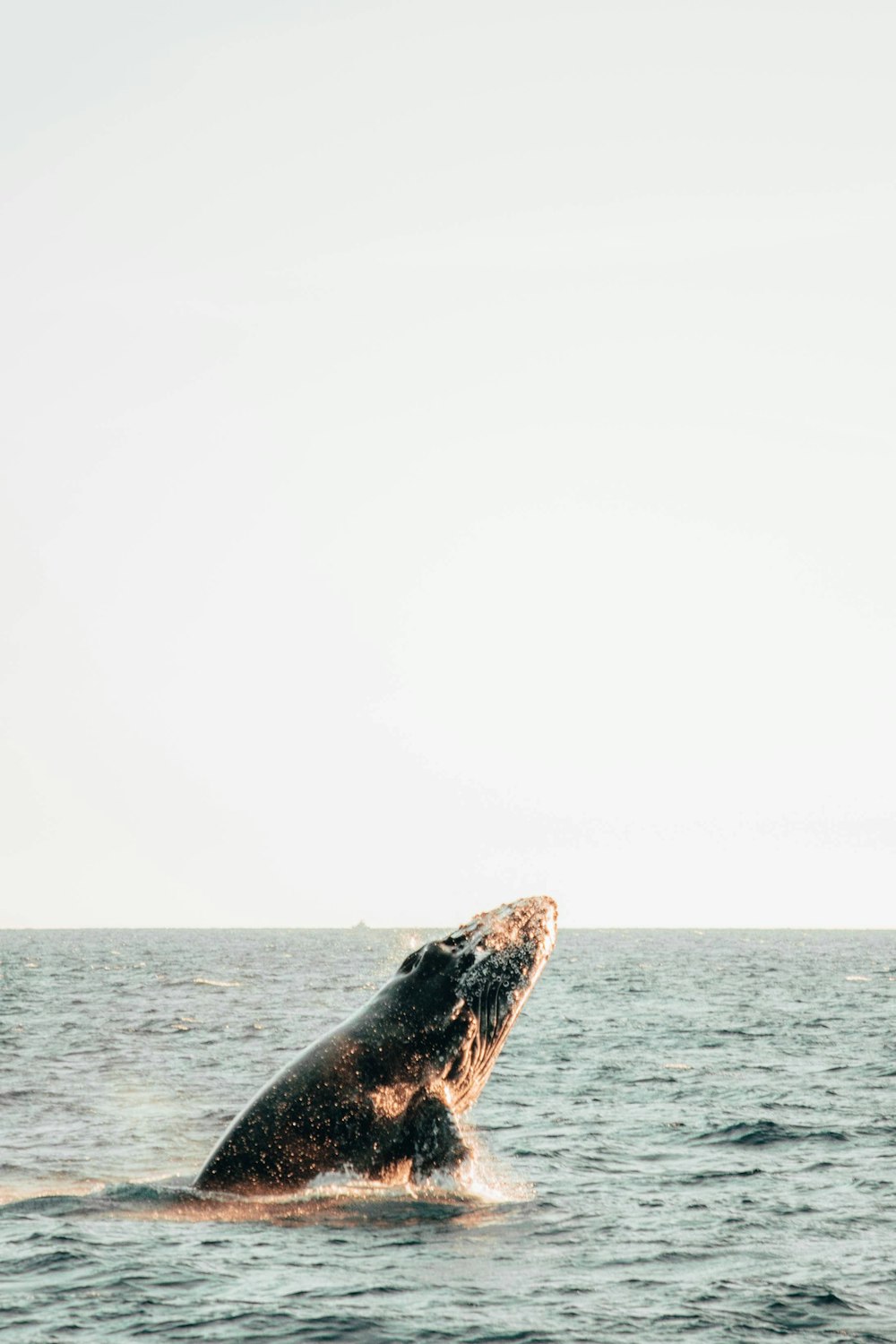 a humpback whale dives into the ocean