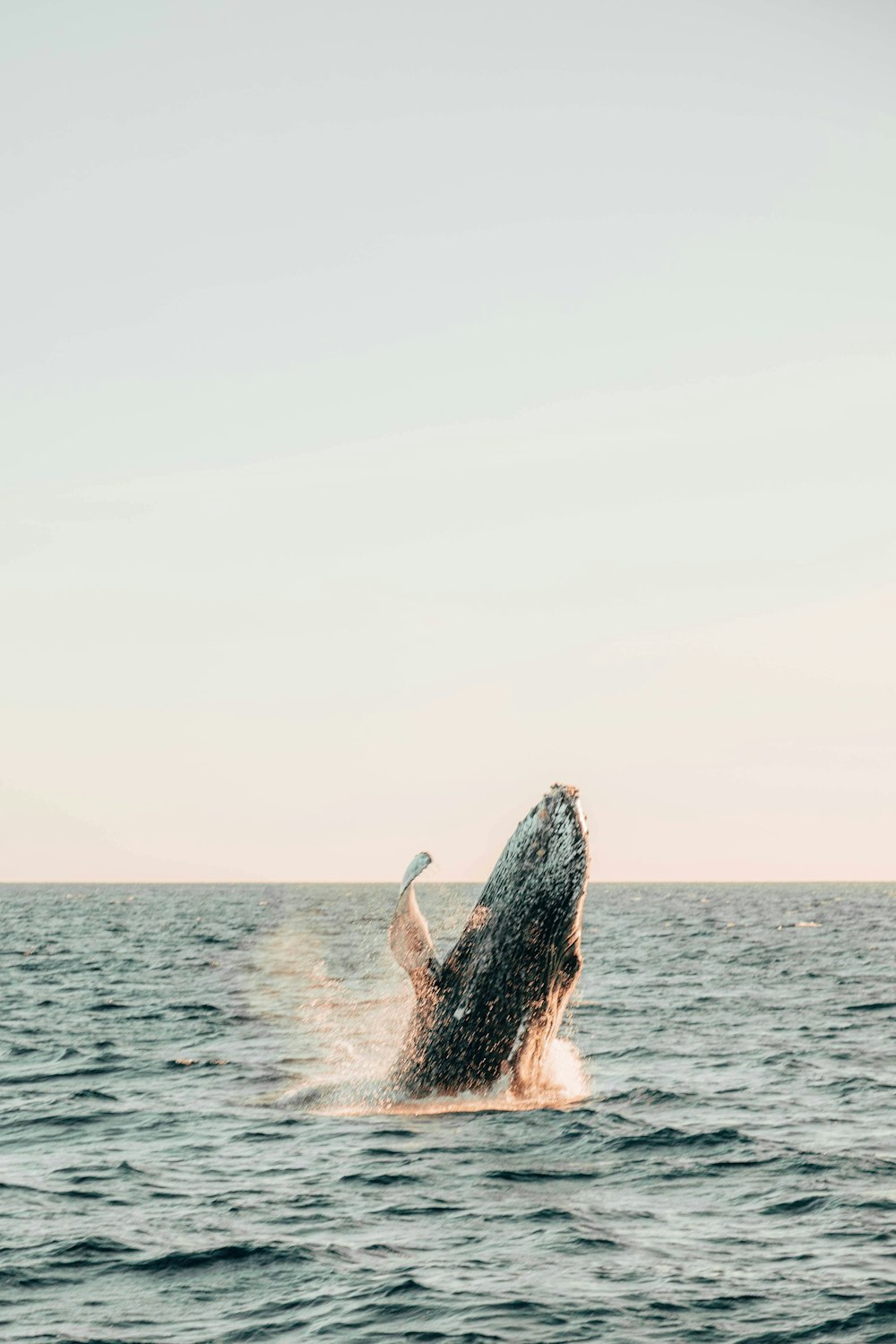 a humpback whale jumping out of the water