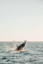 A serene ocean view with a whale breaching the surface.