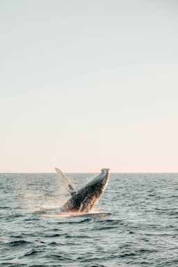 A serene ocean view with a whale breaching the surface.