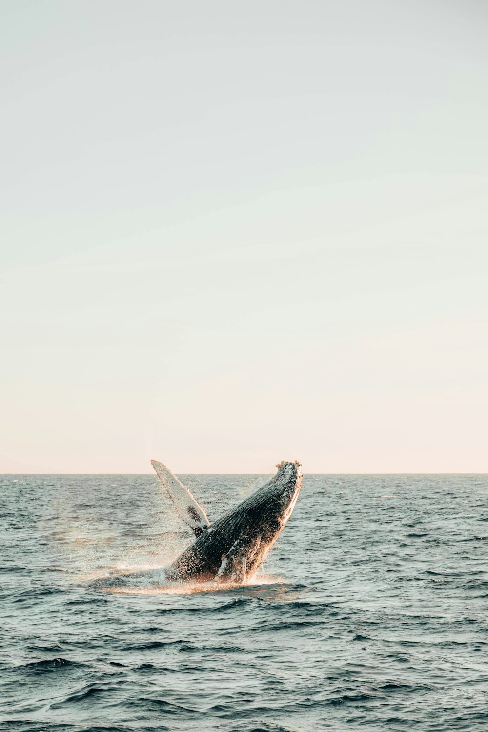 a humpback whale jumping out of the water