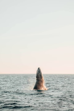 Close-up of a humpback whale breaching near a tour boat in bright daylight.