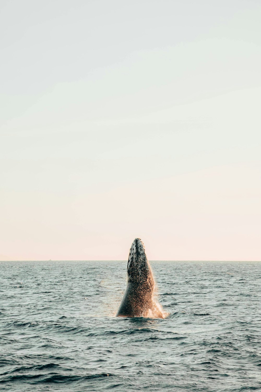 uma baleia jubarte saltando da água
