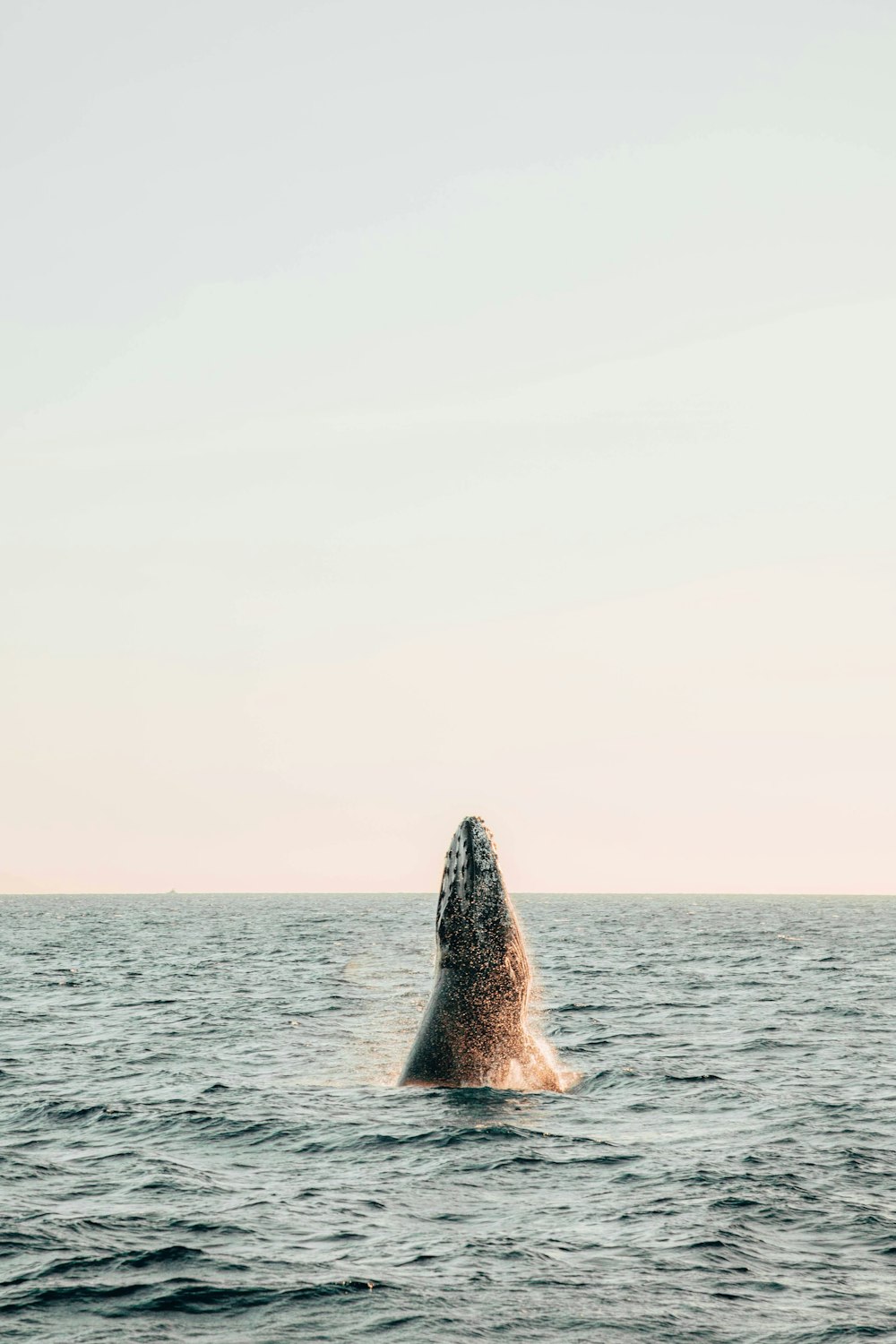 a humpback whale jumping out of the water