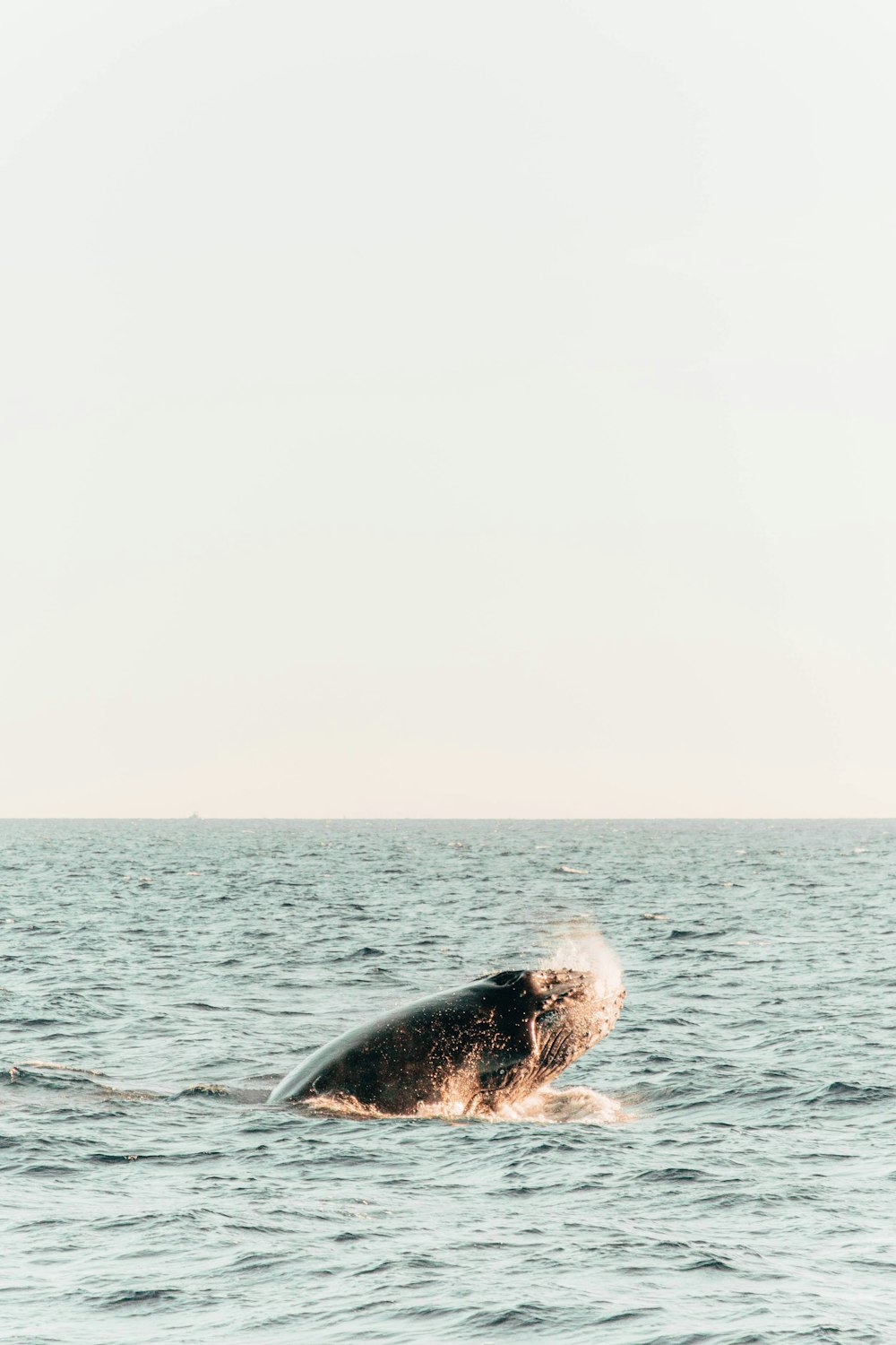 Uma baleia jubarte mergulha no oceano