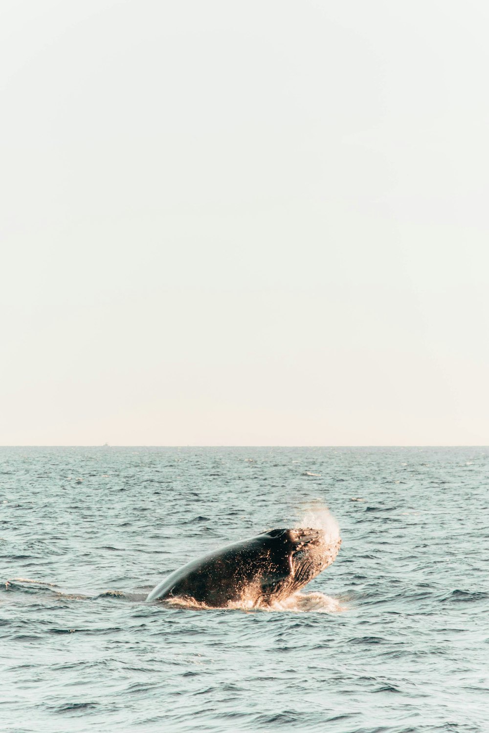 a humpback whale dives into the ocean