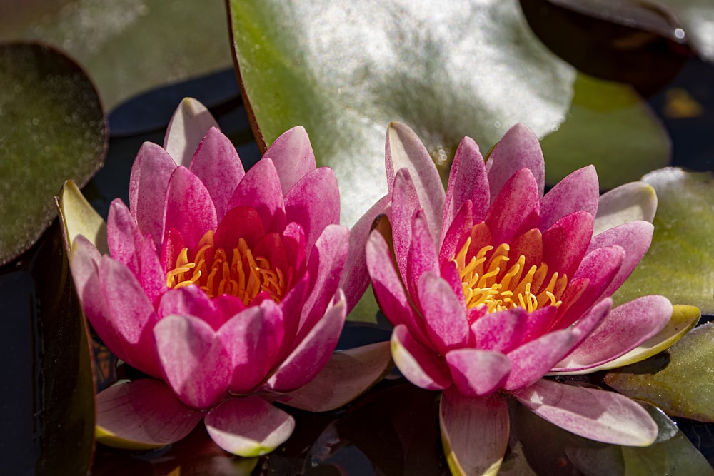 two pink water lilies floating on top of a pond