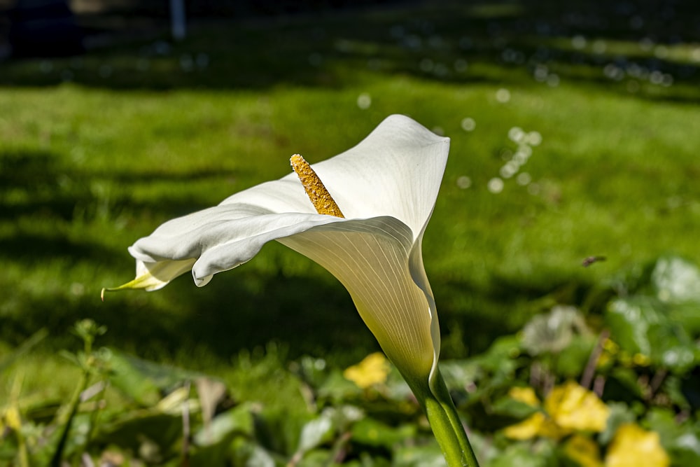 un fiore bianco in mezzo a un campo erboso