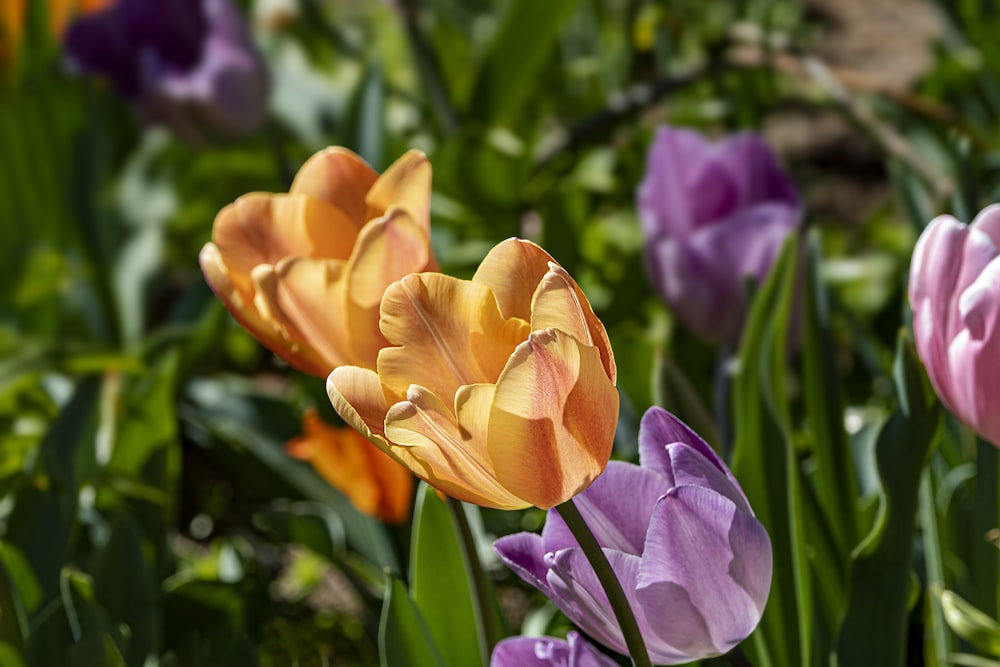 a bunch of flowers that are in the grass