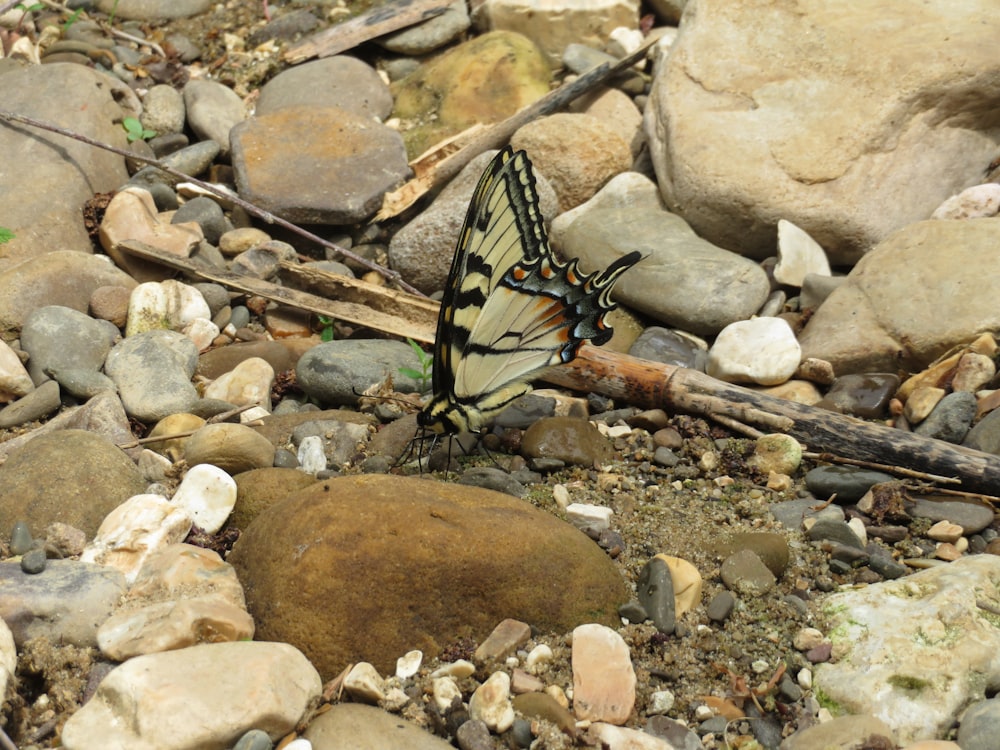 a yellow and black butterfly sitting on some rocks