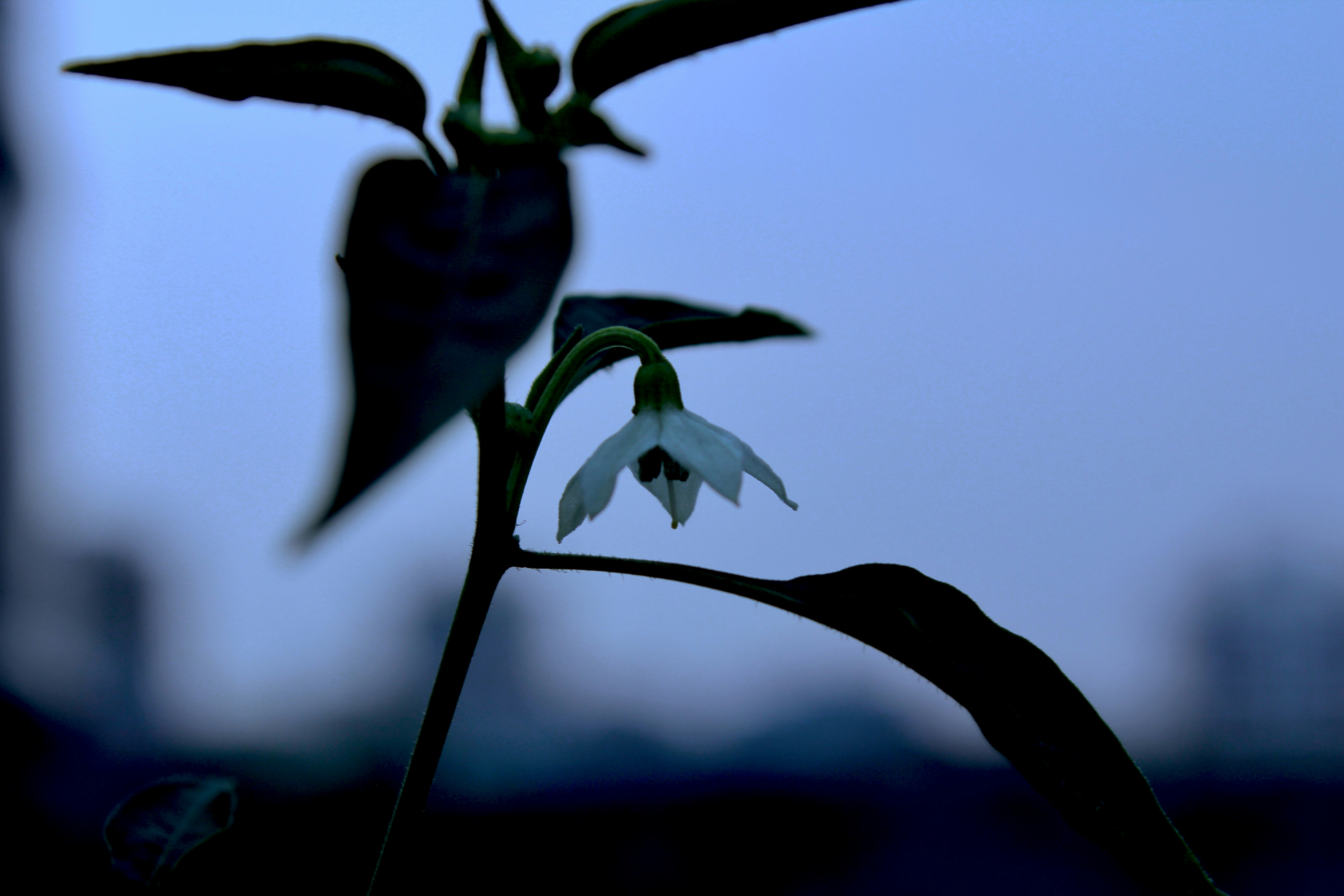 Photo by toushifalam