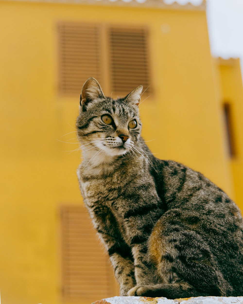 Un gato sentado en una repisa frente a un edificio