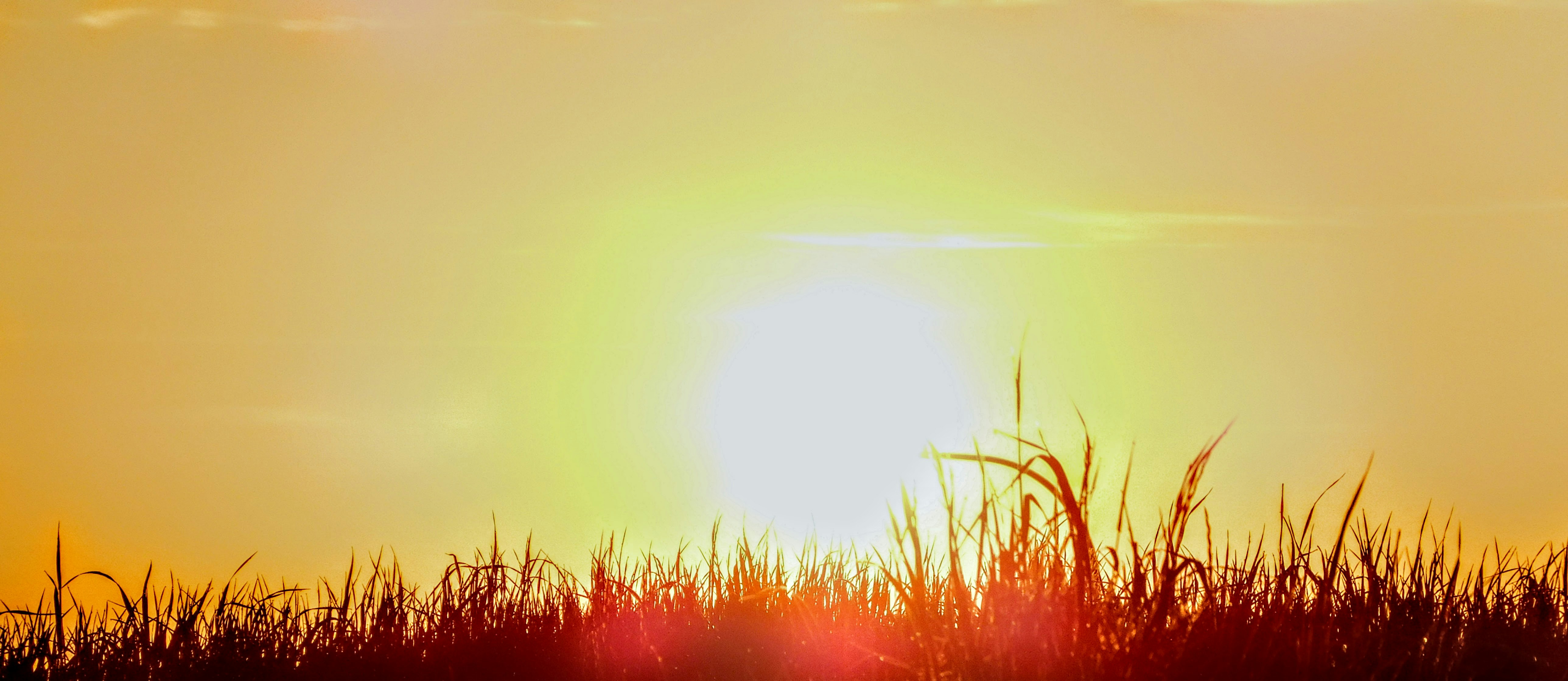 The sun is setting over a field of tall grass photo – Free Wa Image on ...