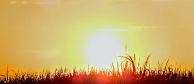 An outdoor photo showing a golden hour scene with nature inspiring the user-generated content.