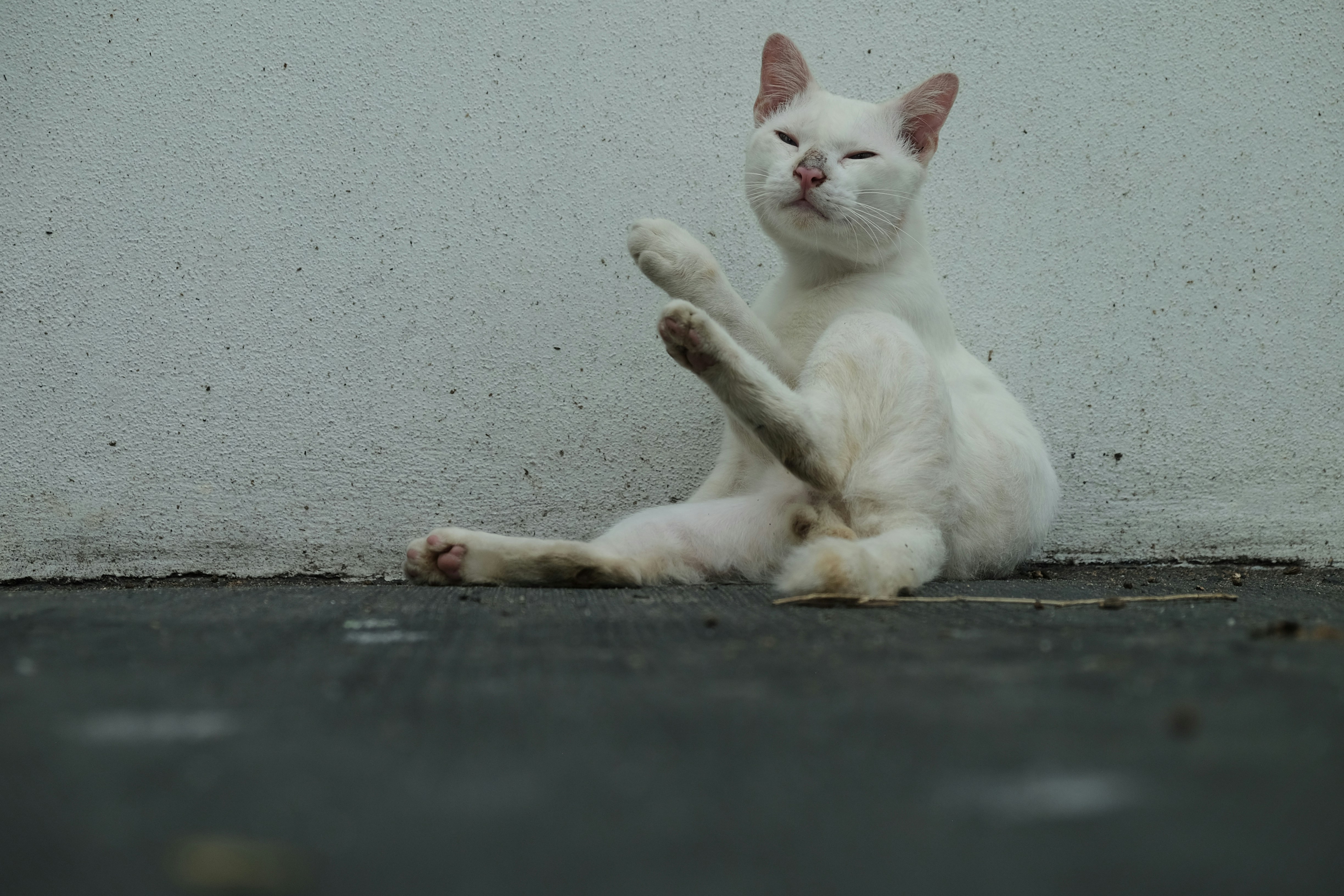 a white cat laying on its back on the ground