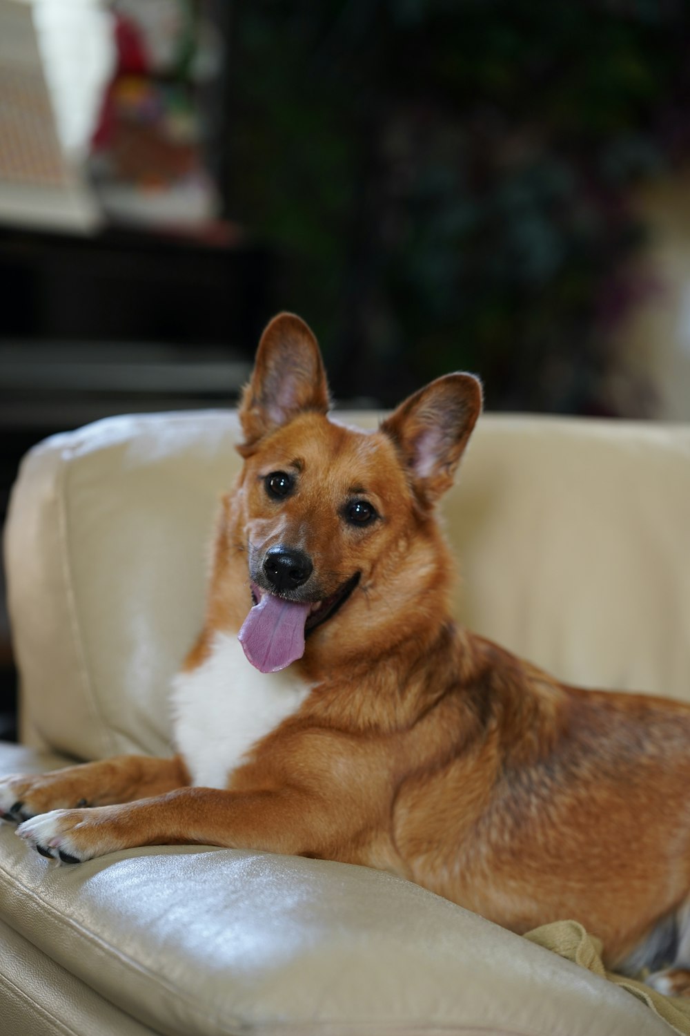 a brown and white dog laying on top of a couch