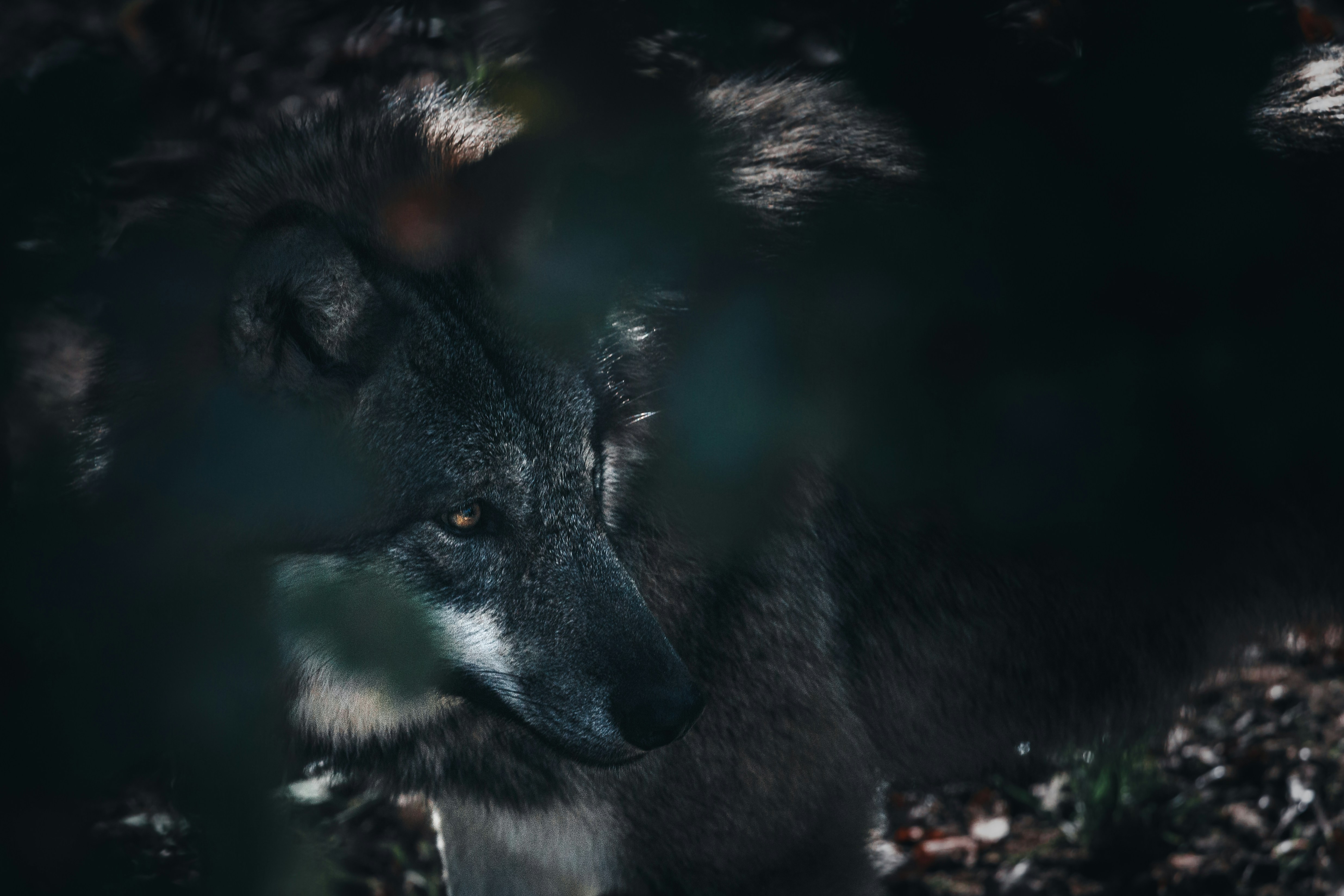 Cozy Autumn Wolf Tee