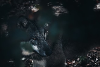 A close-up view of a wolf partially obscured by foliage. The wolf's features are highlighted by soft lighting, showcasing its intense gaze and textured fur. The composition gives a mysterious and secluded feel to the scene.