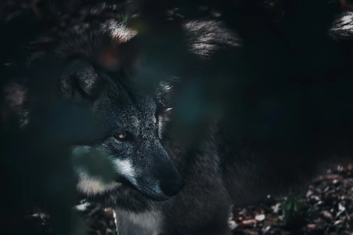 Close-up of a wolf's intense eyes in a misty forest at dawn