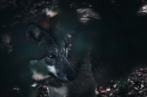 A close-up view of a wolf partially obscured by foliage. The wolf's features are highlighted by soft lighting, showcasing its intense gaze and textured fur. The composition gives a mysterious and secluded feel to the scene.