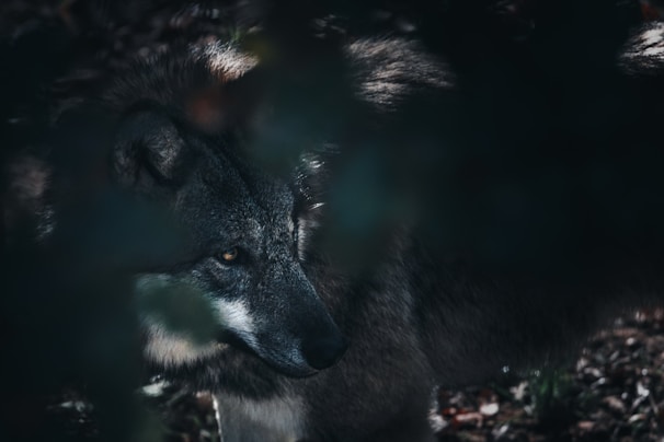 A close-up of a wolf’s wise eyes reflecting shimmering stars and mystical light.