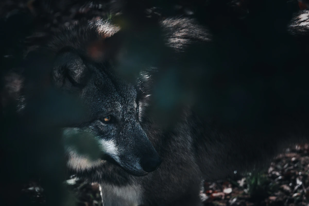Loup dans la penombre