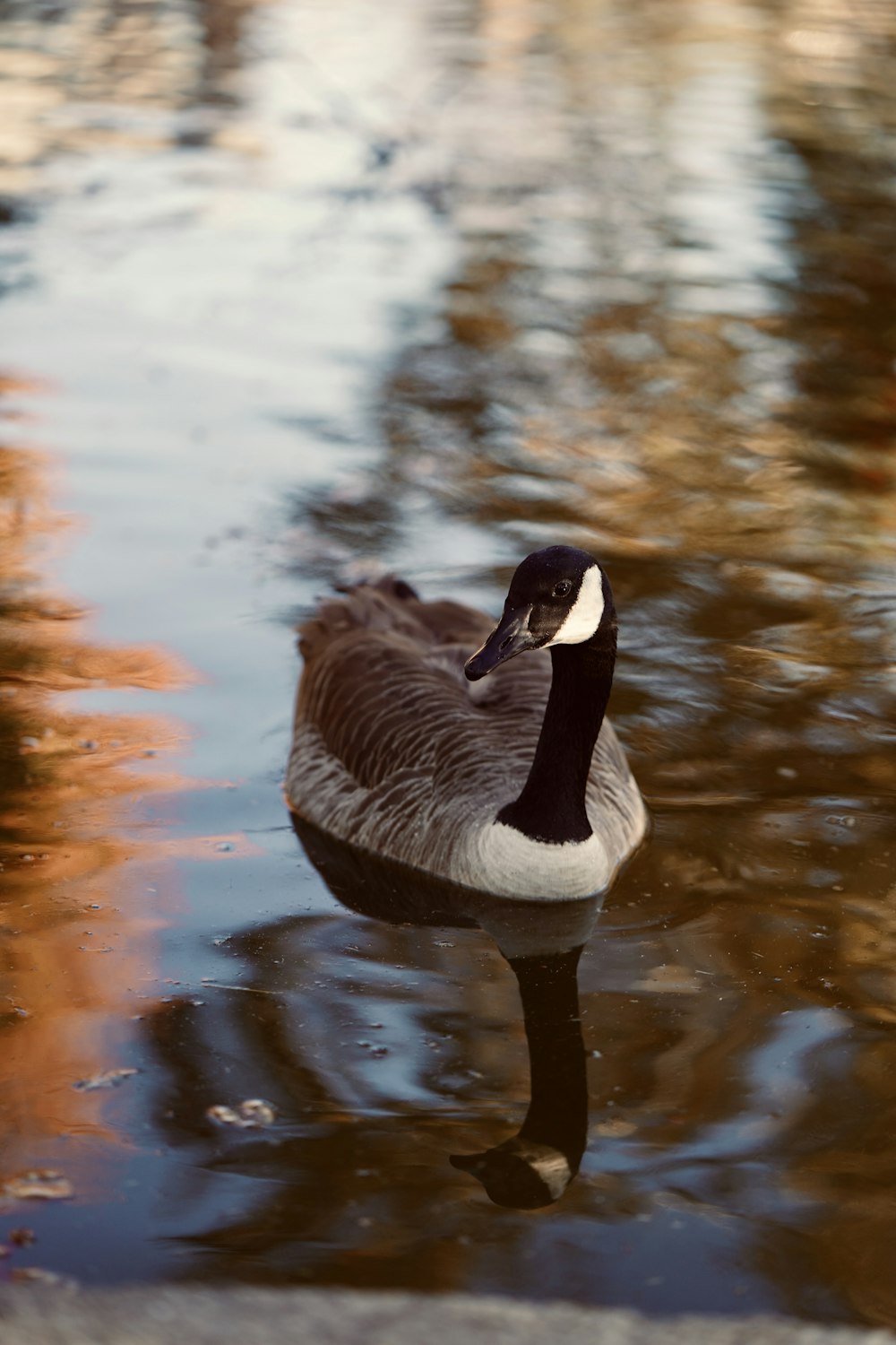 a duck floating on top of a body of water