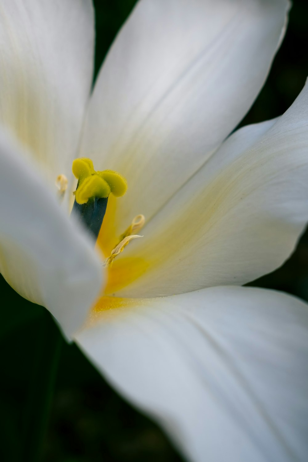 a close up of a white flower with a yellow center