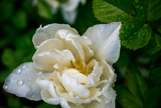 Close-up of a delicate rose with dewdrops, symbolizing fresh floral scents.