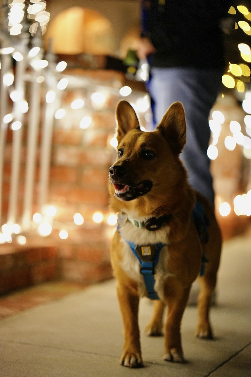 a dog standing on a sidewalk next to some lights