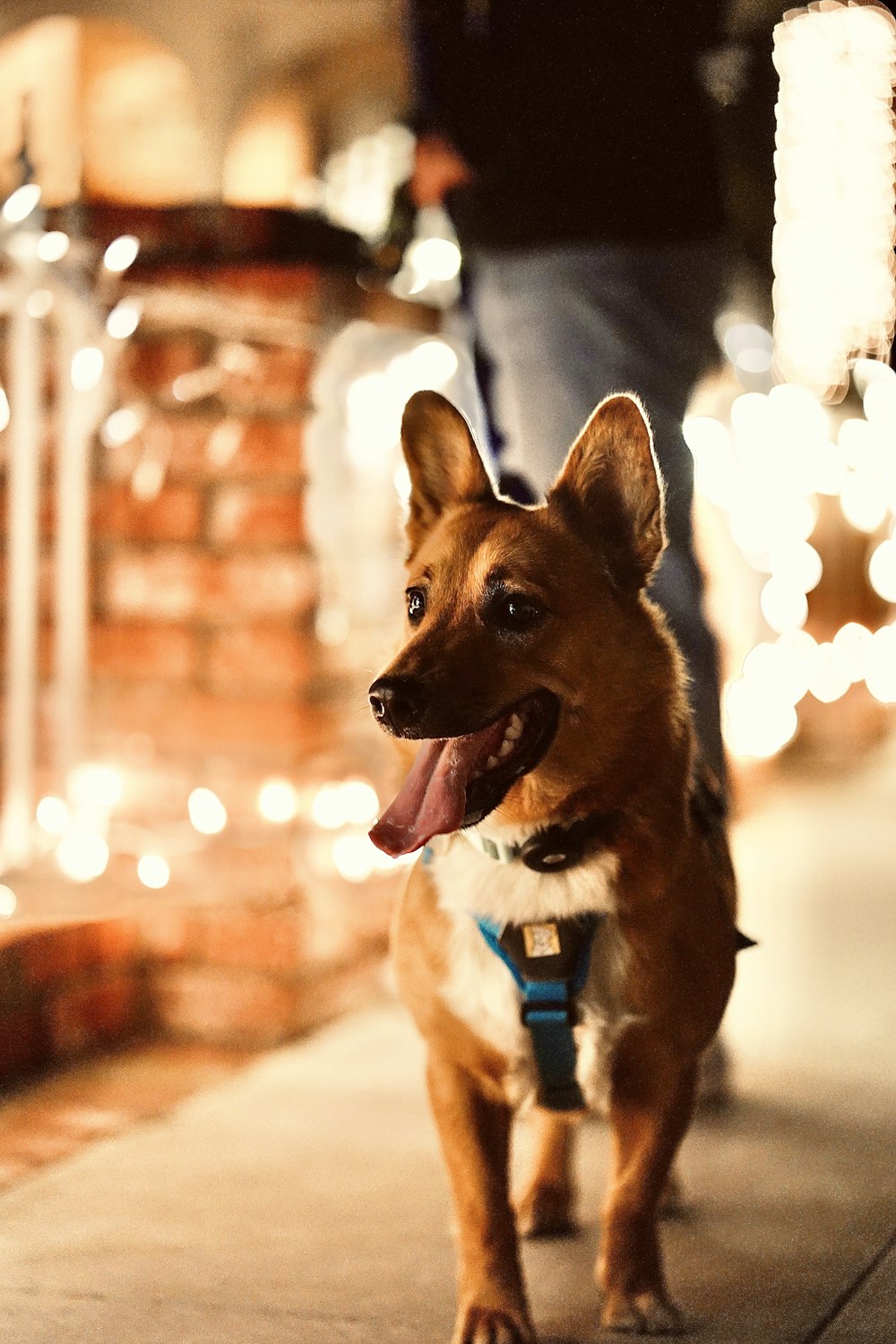 a small brown dog standing on a sidewalk