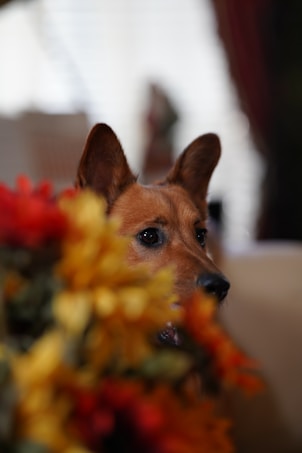 A dog's face partially obscured by vibrant autumn-colored flowers, with a focus on the dog's eyes and ears. The background appears softly blurred, creating a calm and cozy indoor setting.