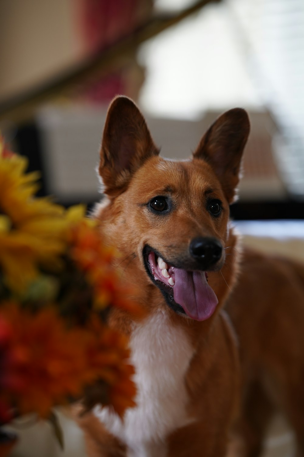 a brown and white dog standing next to a bunch of flowers