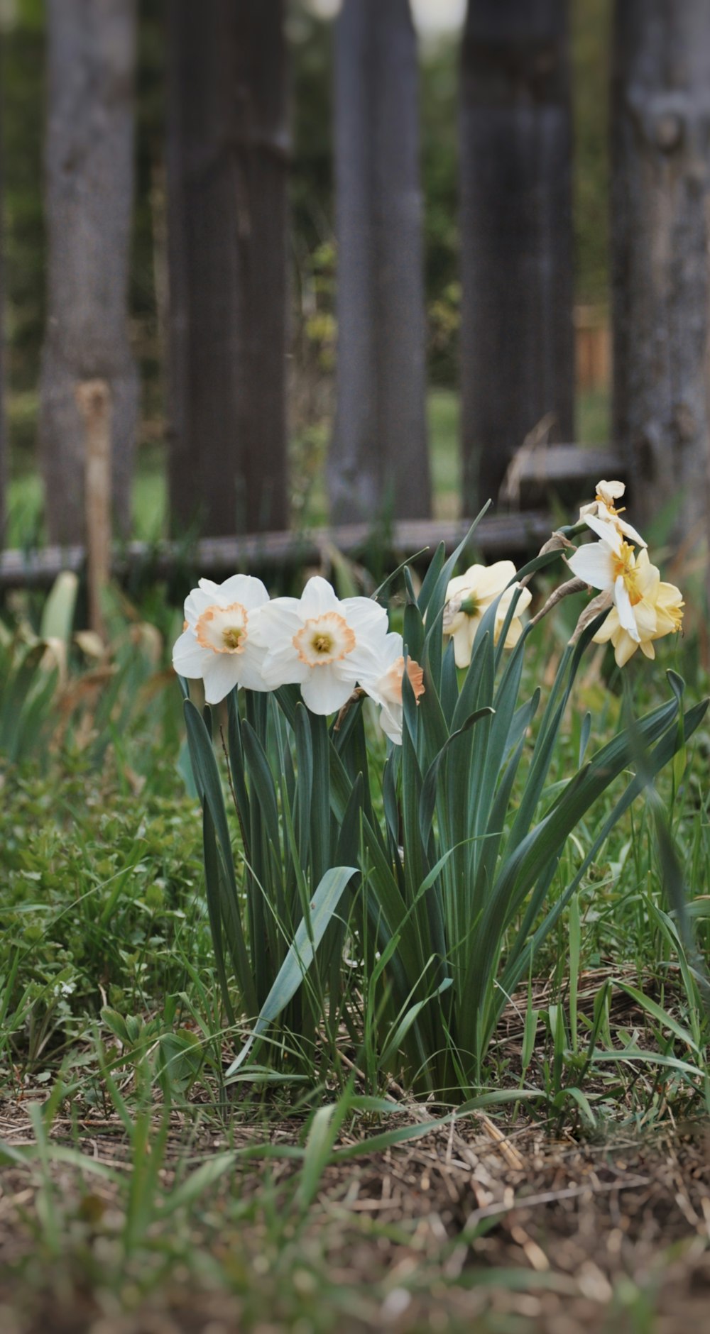 un paio di fiori che sono nell'erba