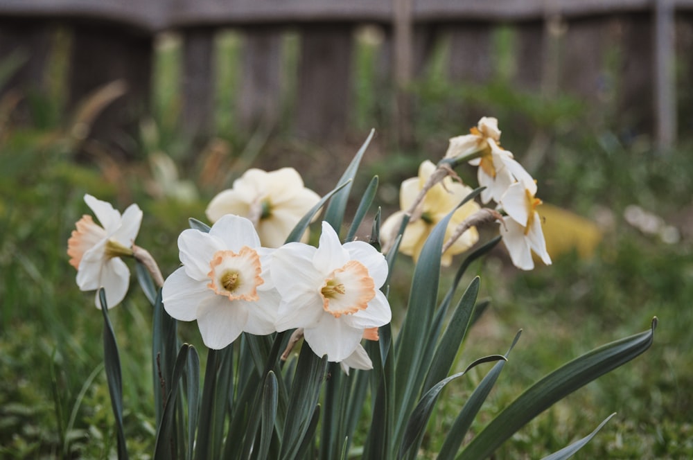 a group of white and orange flowers in a garden