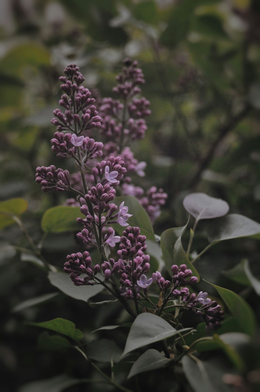 a close up of a bunch of purple flowers