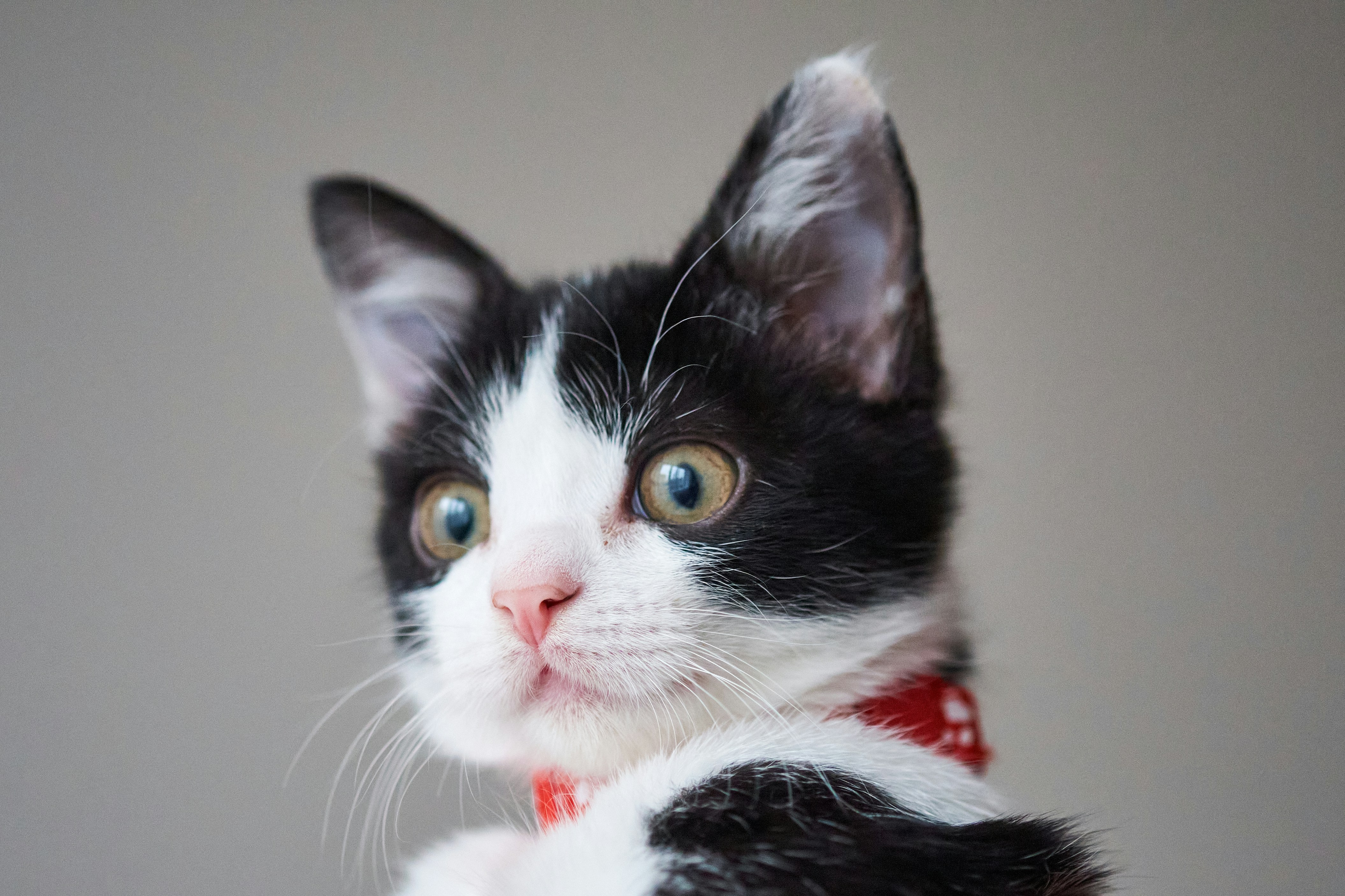 a black and white cat with a red collar