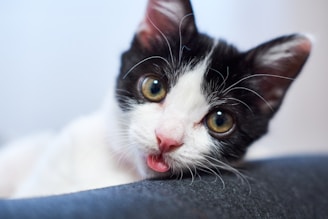 A mischievous black kitten tangled in colorful yarn, looking curiously at the camera
