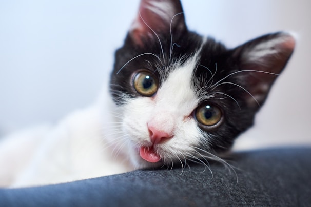 A mischievous black kitten tangled in colorful yarn, looking curiously at the camera