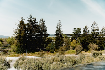 A row of tall evergreen trees stands against a clear sky, with a modern, sleek building partially visible in the background. The foreground features a mix of shrubs and small trees along a street, enhancing the urban-nature blend.