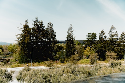 A row of tall evergreen trees stands against a clear sky, with a modern, sleek building partially visible in the background. The foreground features a mix of shrubs and small trees along a street, enhancing the urban-nature blend.