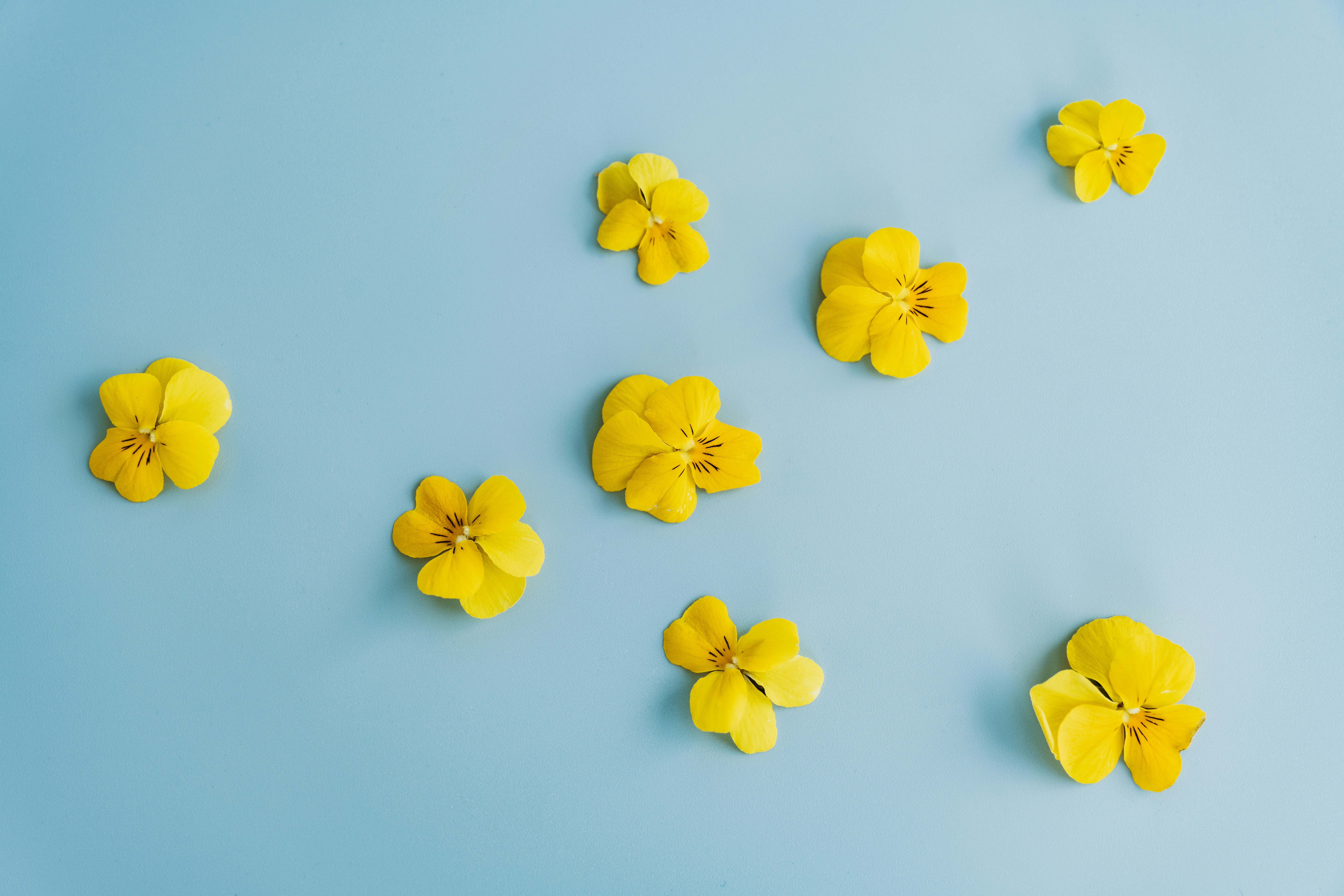 a group of yellow flowers on a blue background