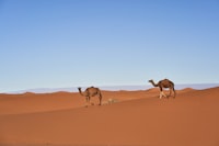 A couple of camels walking across a desert